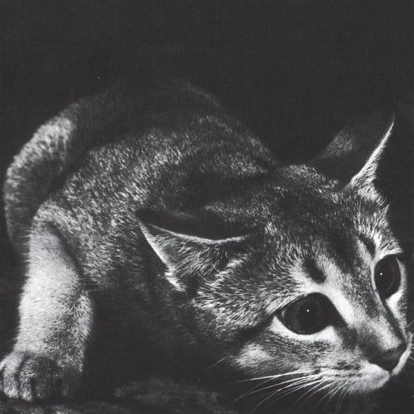 Cindy - s/t LP