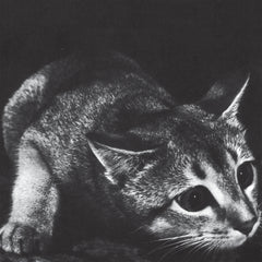 Cindy - s/t LP
